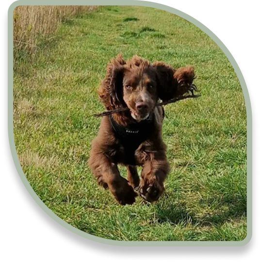 Ringo