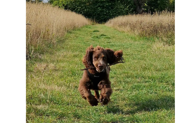 Ringo